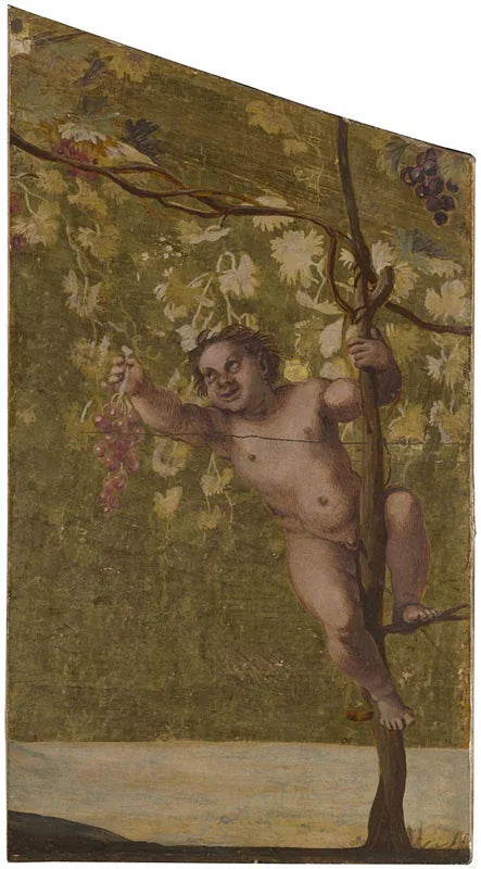 Putto, der plukker druer - Annibale Carracci