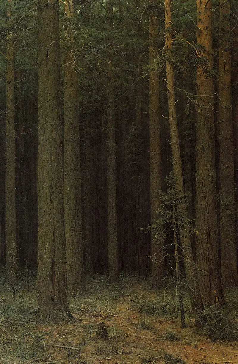 Skovreservat. Pinje - Ivan Chichkine