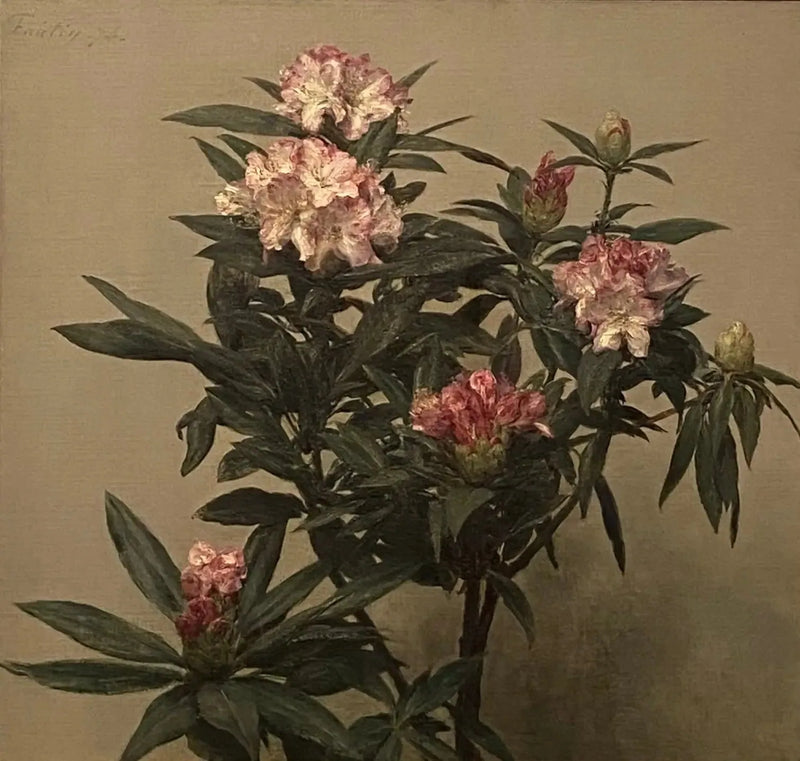 Rhododendroner - Henri Fantin-Latour
