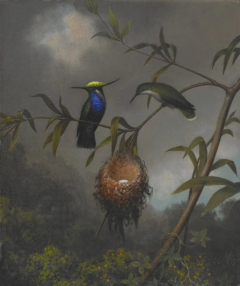 Sortbrystet Rødhals - Martin Johnson Heade