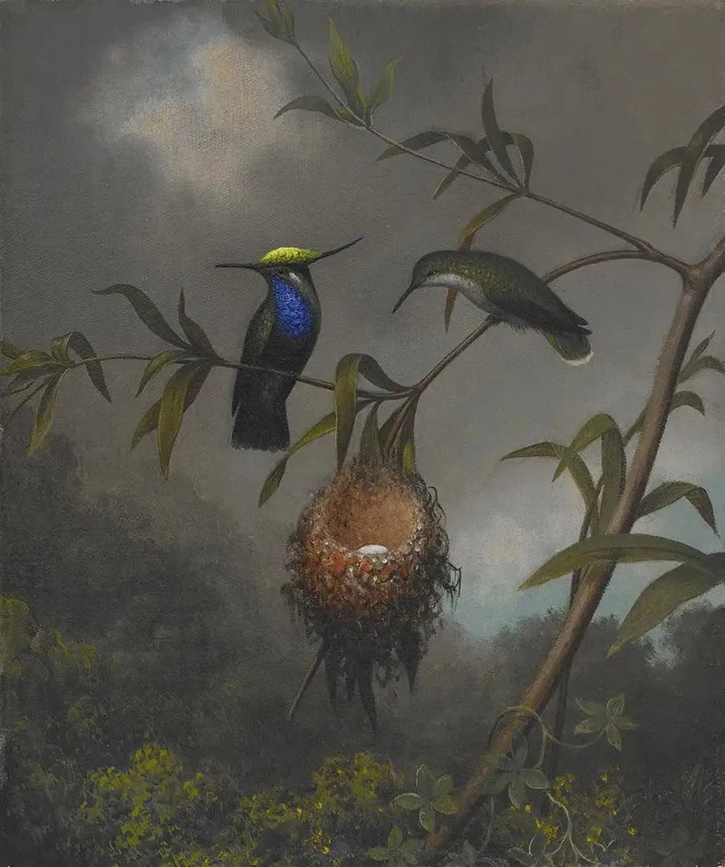 Sortbrystet Rødhals - Martin Johnson Heade