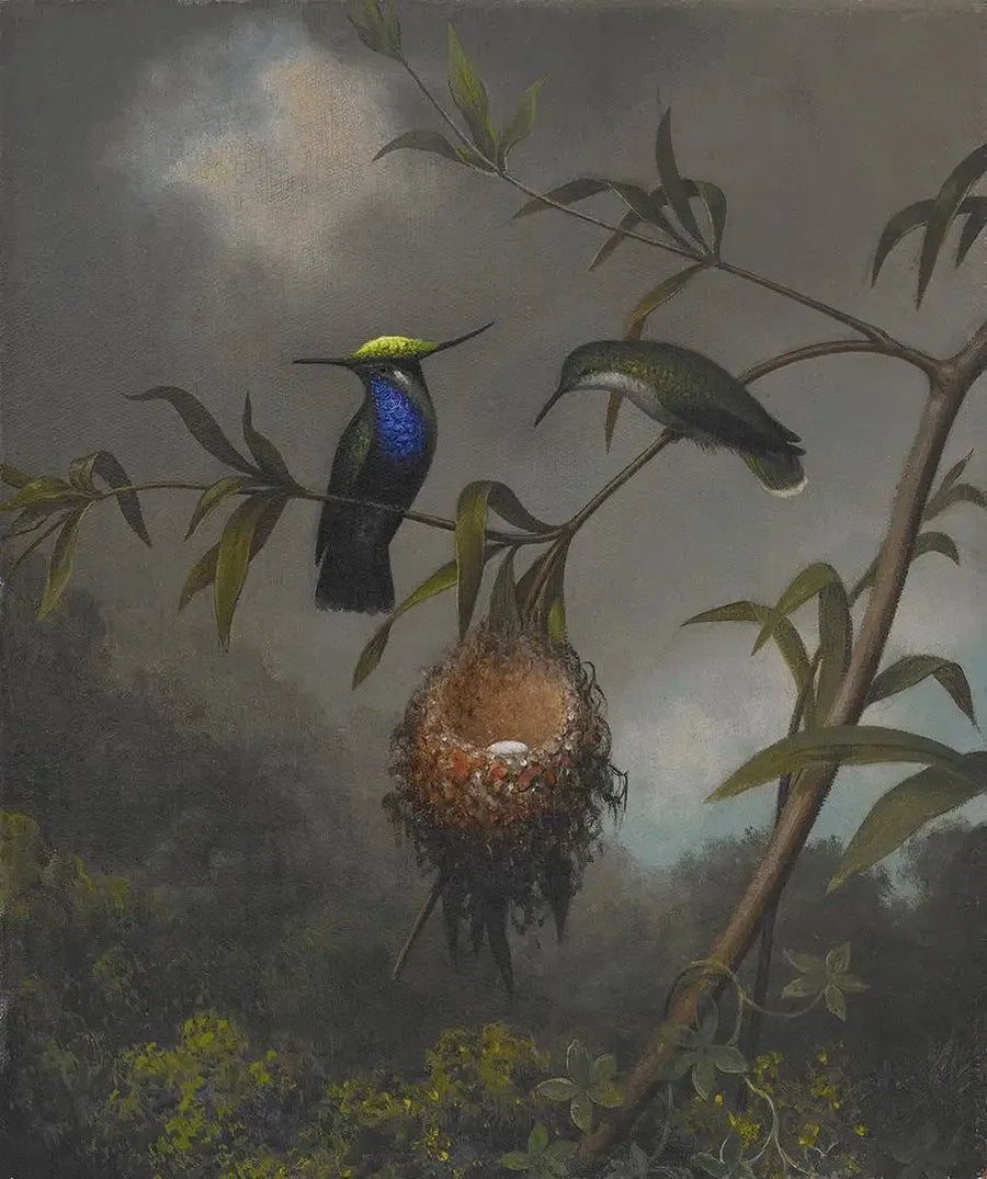 Sortbrystet Rødhals - Martin Johnson Heade