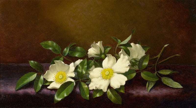 Roser Cherokee på violet stof - Martin Johnson Heade