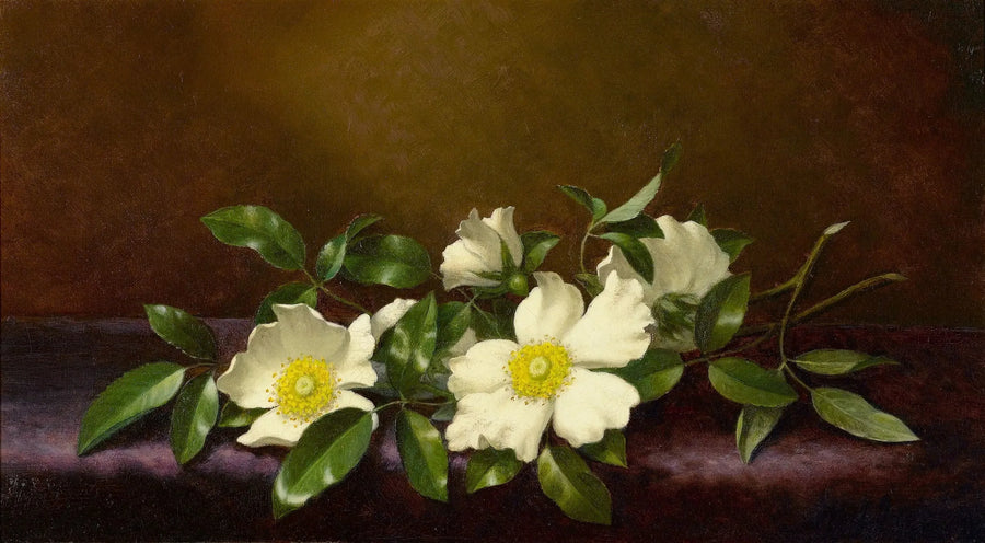 Roser Cherokee på violet stof - Martin Johnson Heade