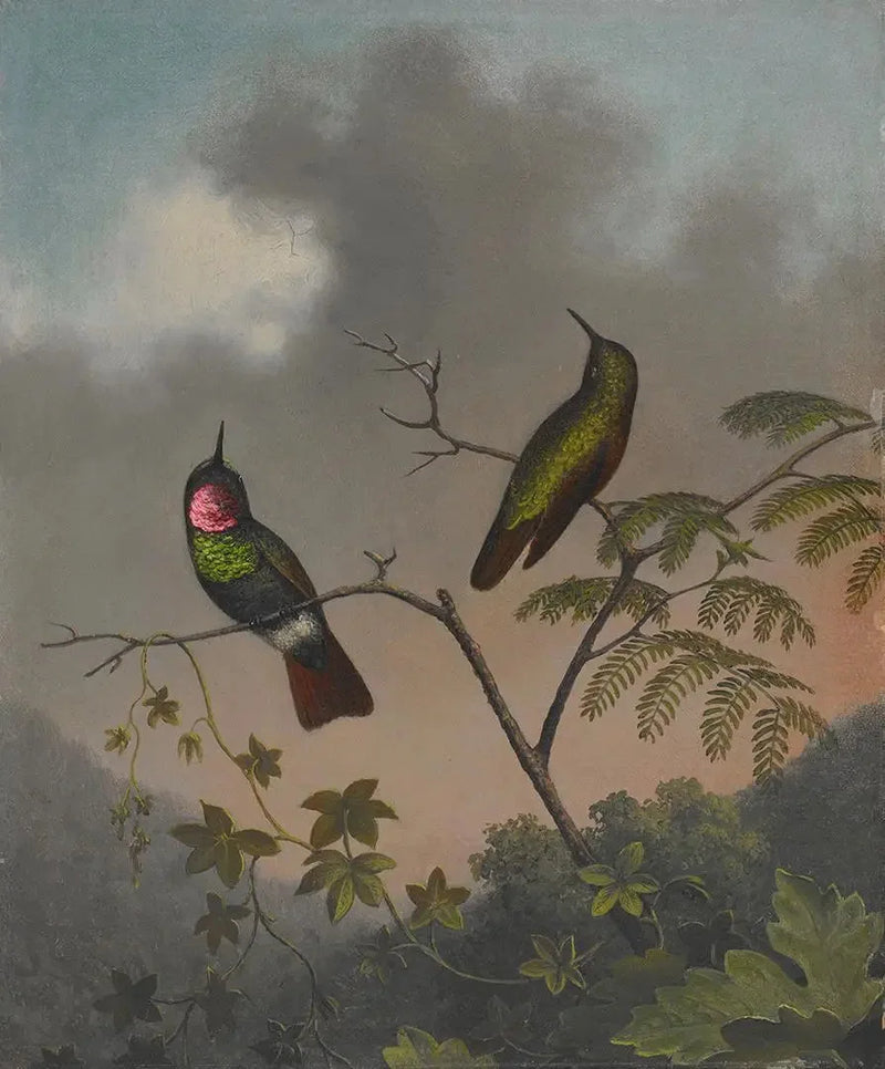 Rubis brasiliansk - Martin Johnson Heade