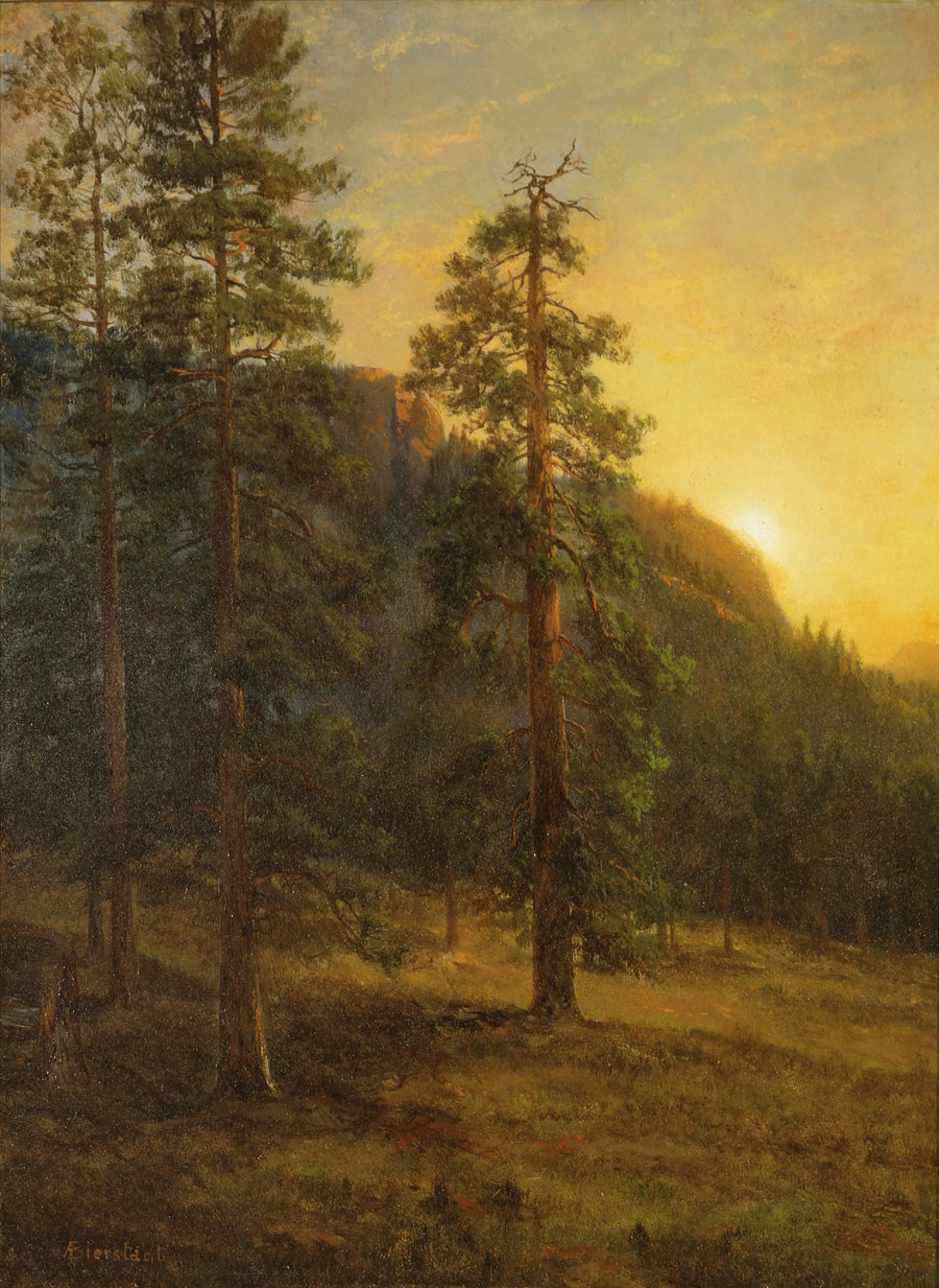 Californiske Sequoias - Albert Bierstadt