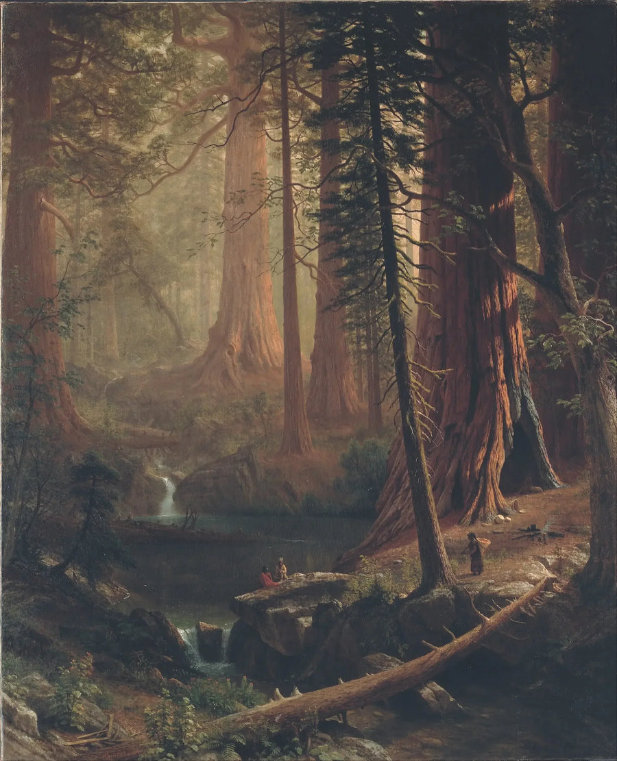 Californiske kæmpe-sequoias