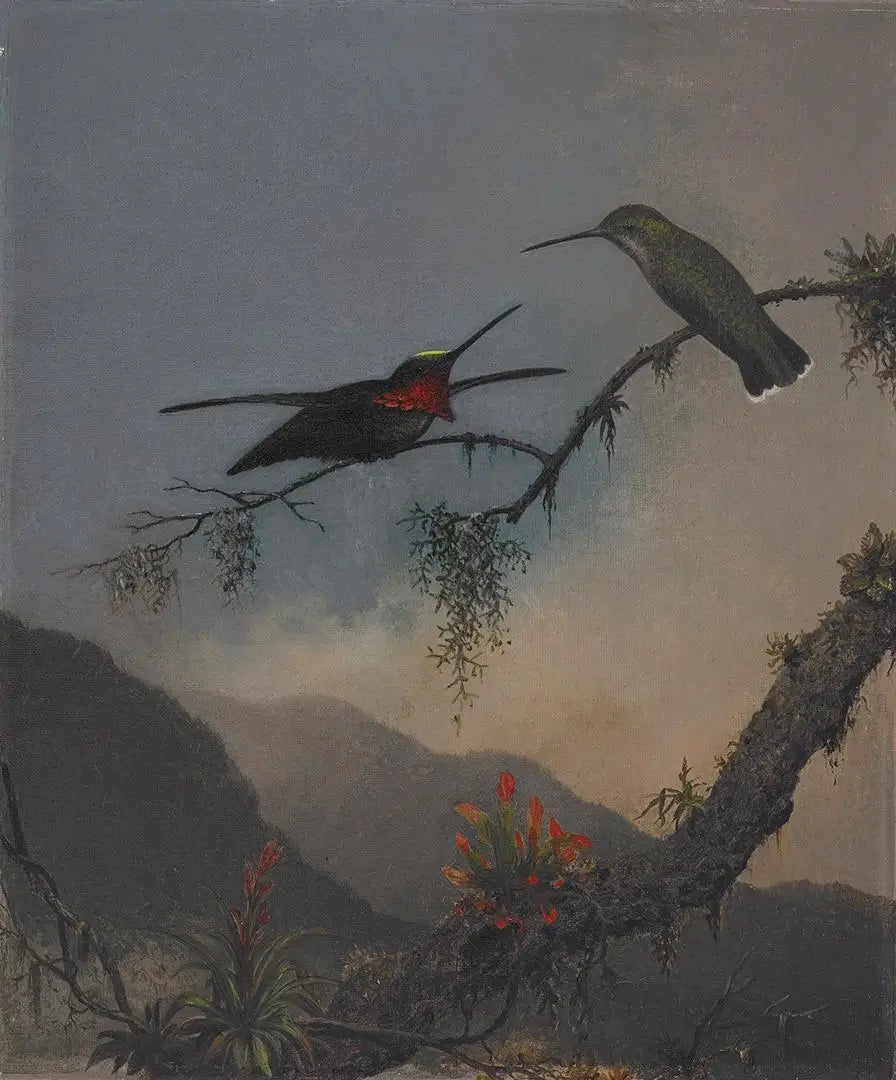 Starthroat à poitrine rayée - Martin Johnson Heade image 1 reproduction d’œuvre d’art à l’huile