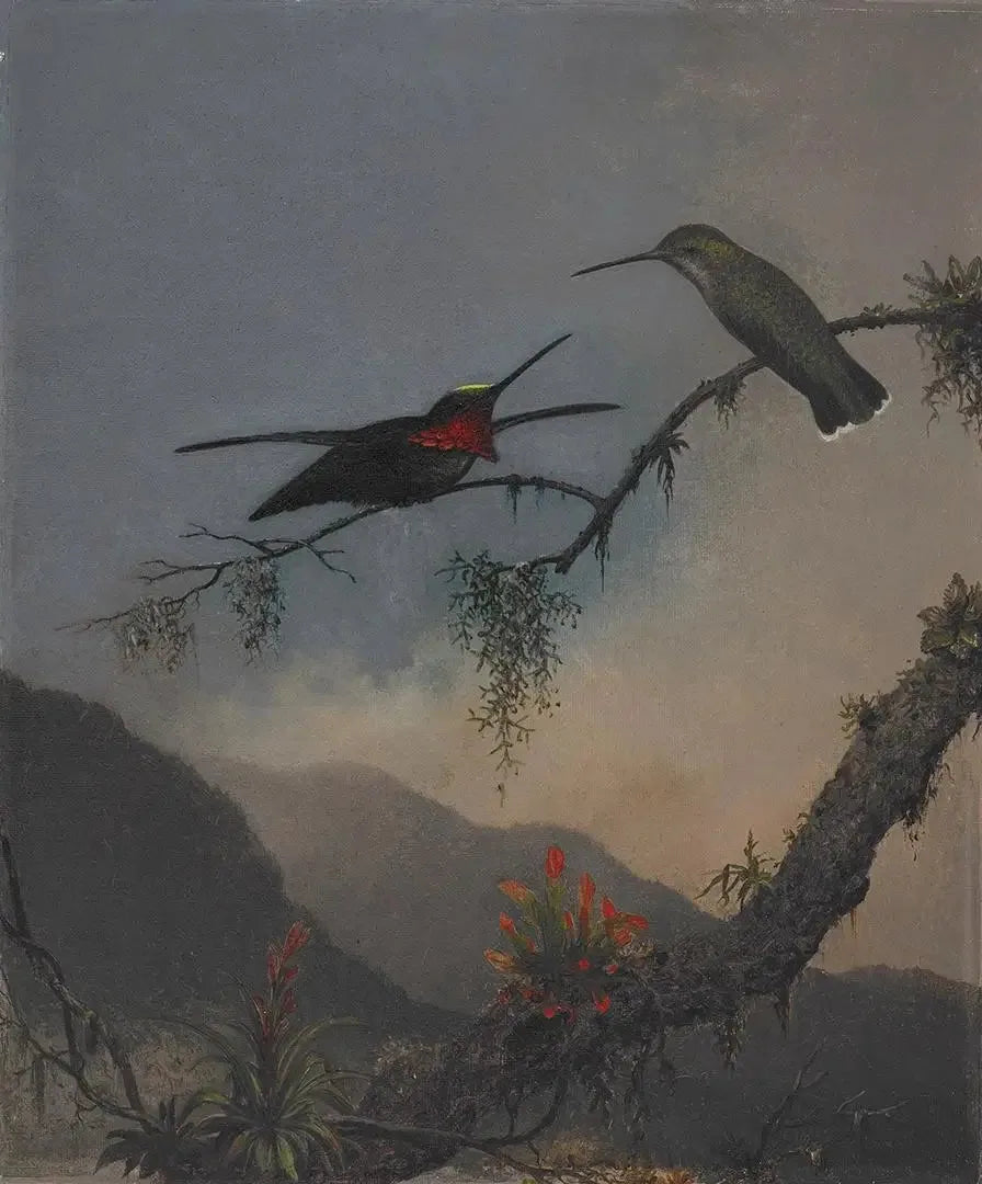 Starthroat med stribet bryst - Martin Johnson Heade