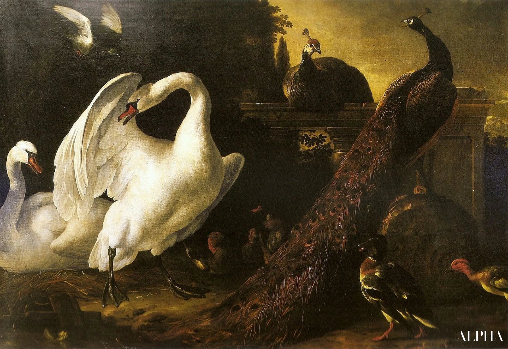Swans et pains - Melchior d'Hondecoeter - Reproductions de tableaux et peintures haut de gamme