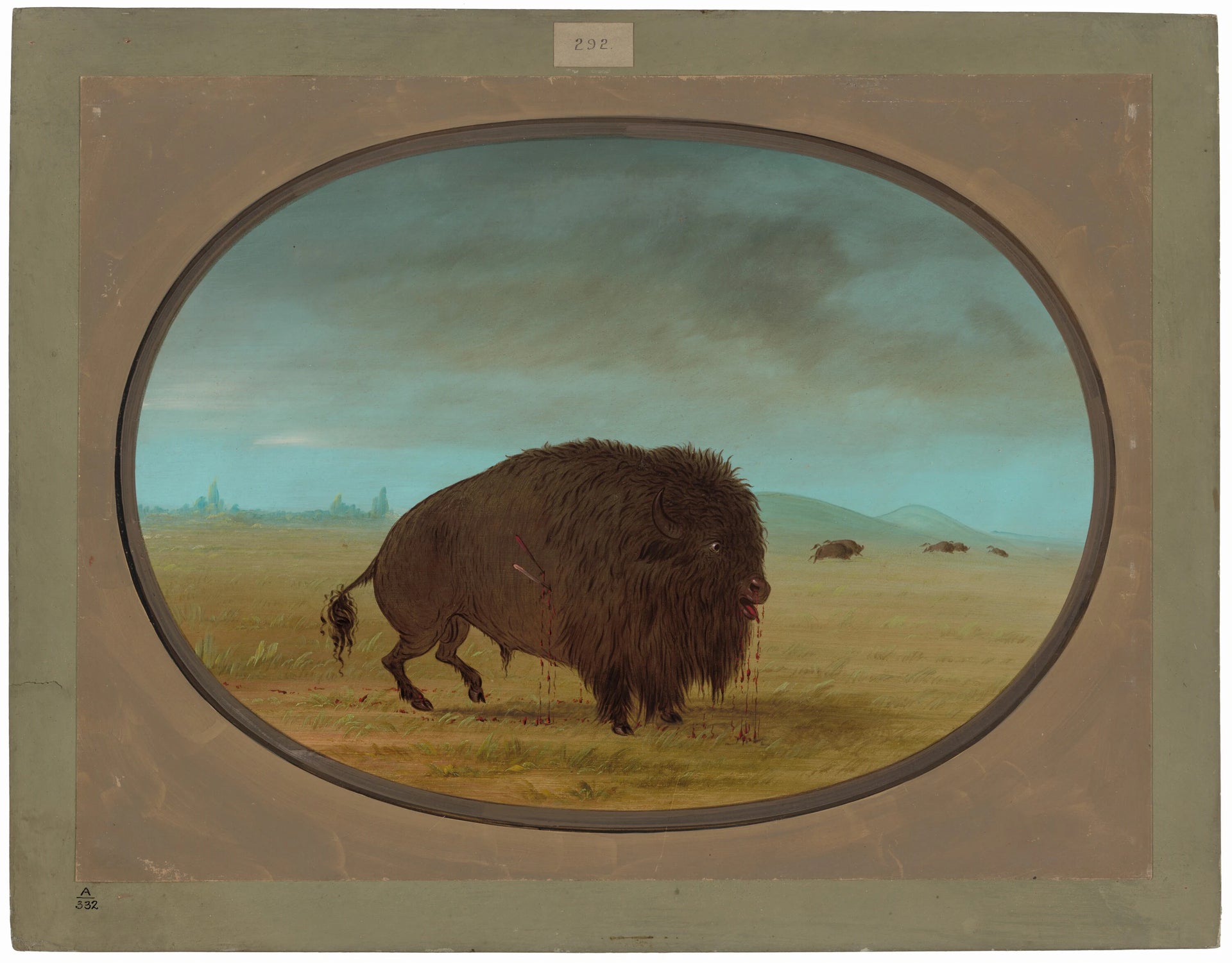 Taureau Buffle blessé - George Catlin