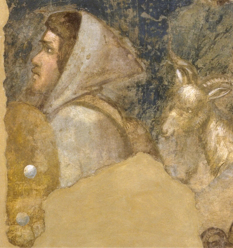 Hoved af hyrde - Giotto