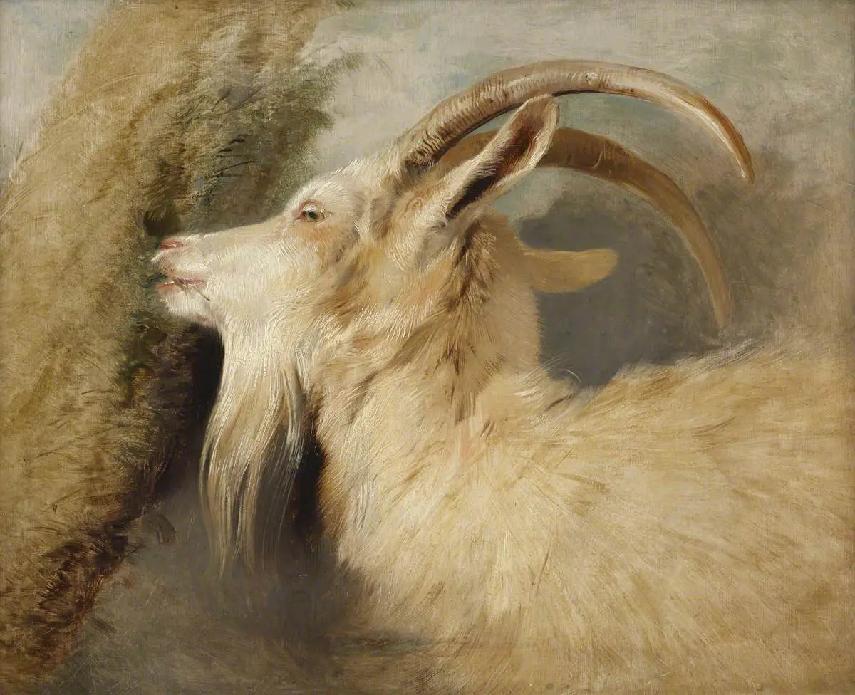 Tête de chèvre - Edwin Henry Landseer - Alpha Reproduction