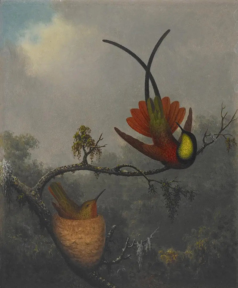 Topas rødbrun - Martin Johnson Heade