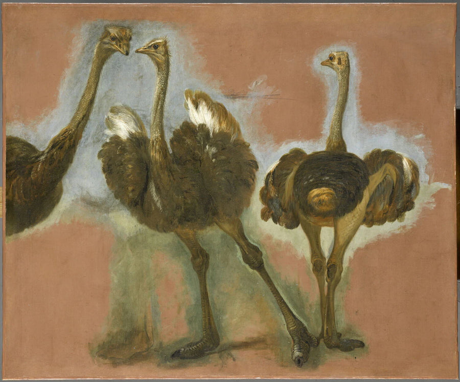 Triple étude d'une autruche - Pieter Boel