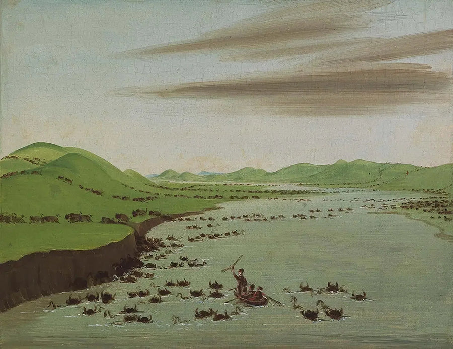 Bisonflokke, der krydser øvre Missouri - George Catlin
