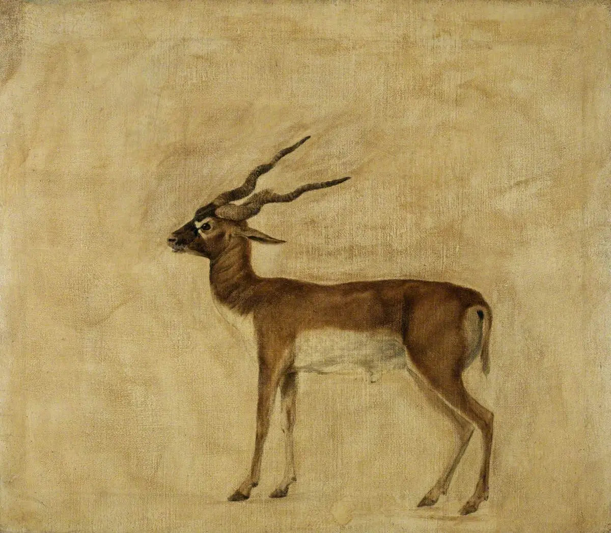 Un antilope cervicapre - George Stubbs - Alpha Reproduction