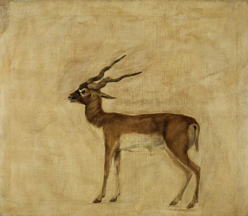 En antilope cervicapre - George Stubbs