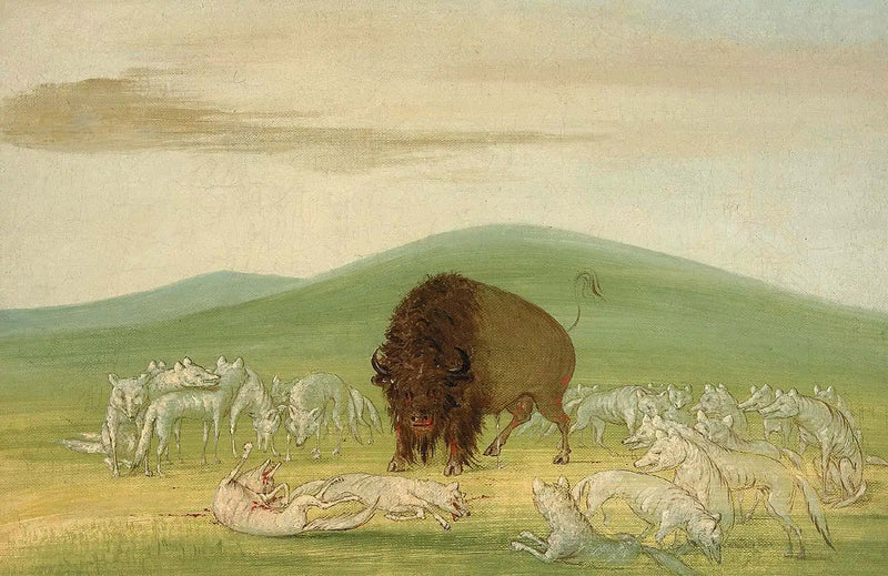 En såret bison omgivet af hvide ulve - George Catlin