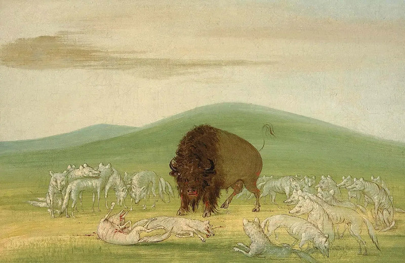 En såret bison omgivet af hvide ulve - George Catlin