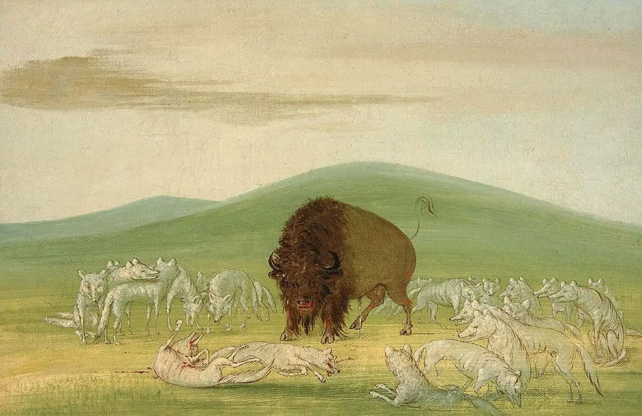 En såret bison omgivet af hvide ulve - George Catlin