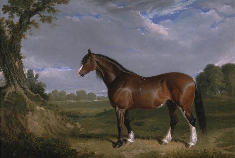 En Clydesdale hingst - John Frederick Herring, Sr.