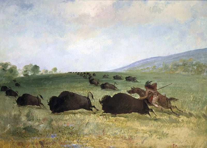 En indisk Osage kaster en bøffel - George Catlin