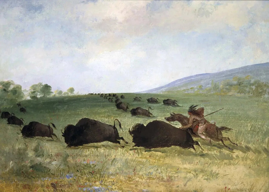 En indisk Osage kaster en bøffel - George Catlin