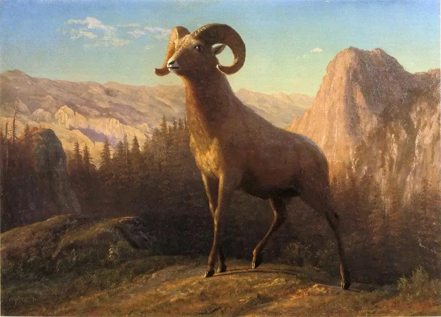 En fåre fra Rocky Mountains, Ovis, Montana - Albert Bierstadt