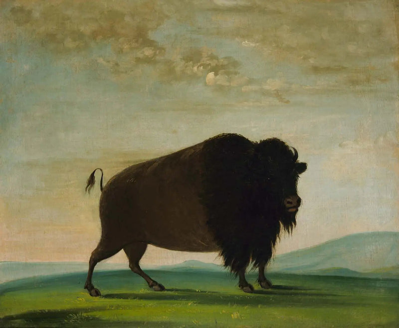 Bison ko i græsset på prærien - George Catlin