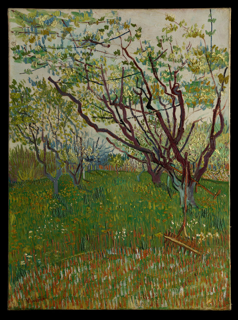 Frugthave i blomst - Vincent van Gogh